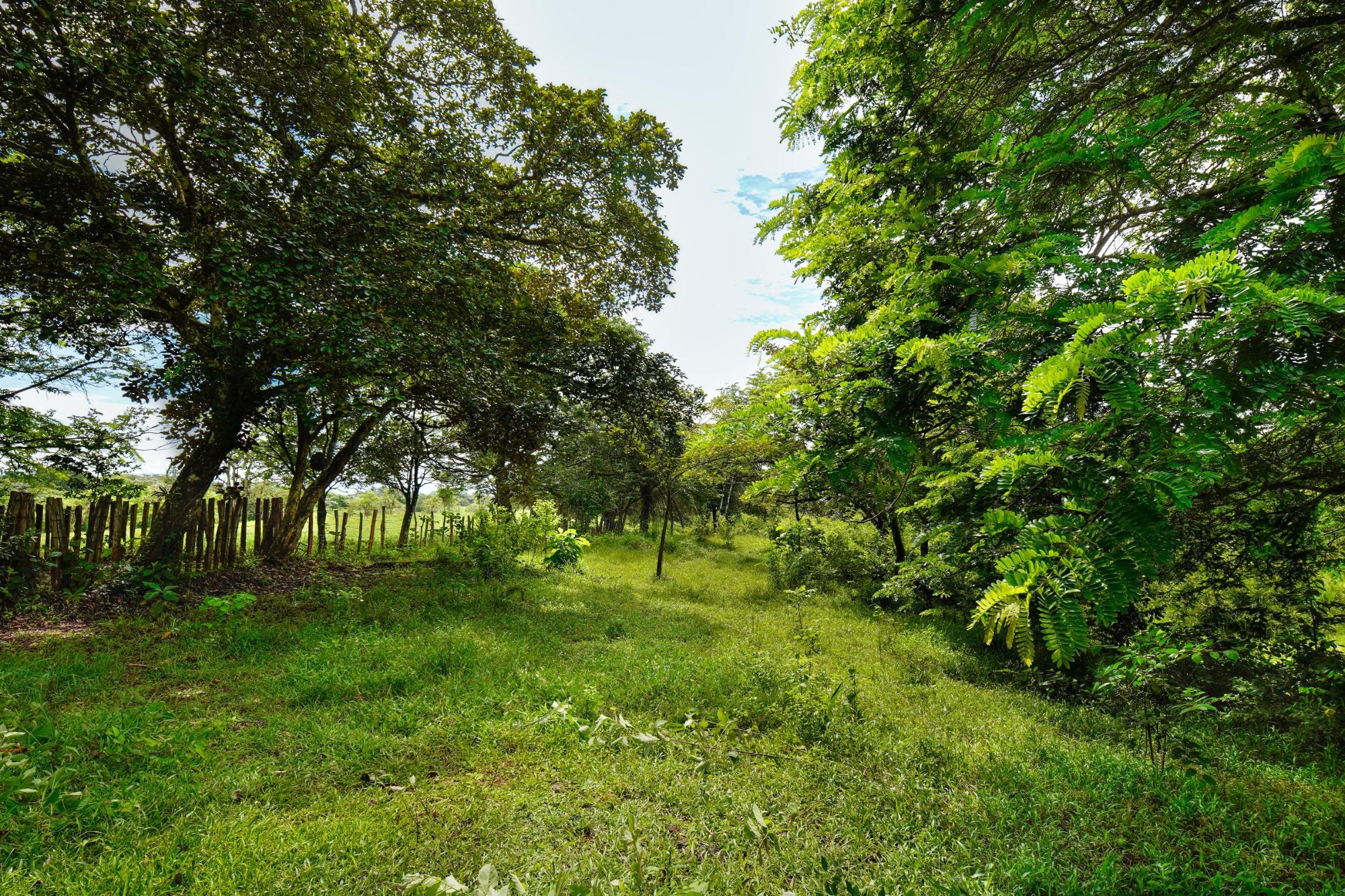 Finca en venta en David