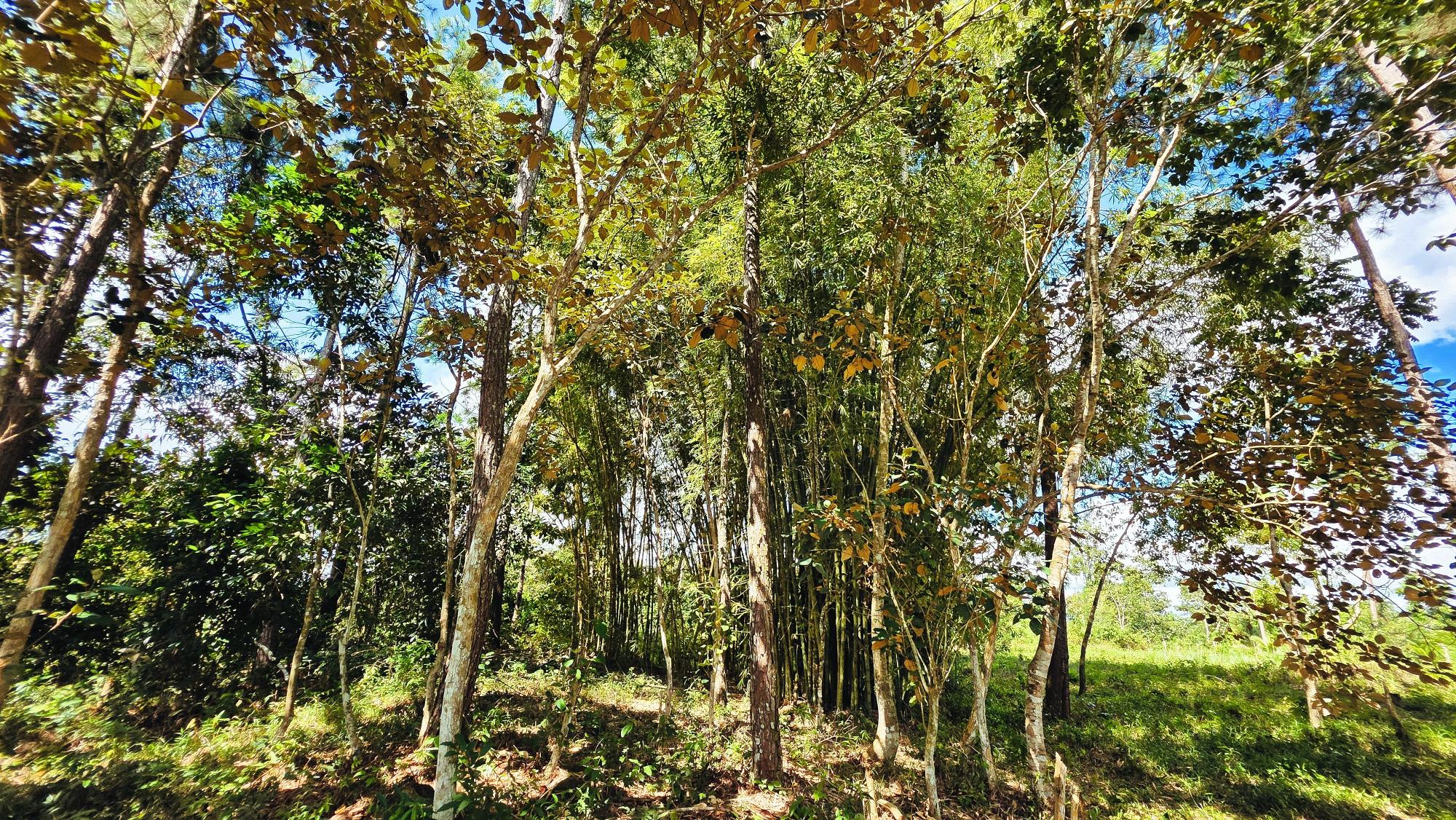 Terreno en venta en Bugaba