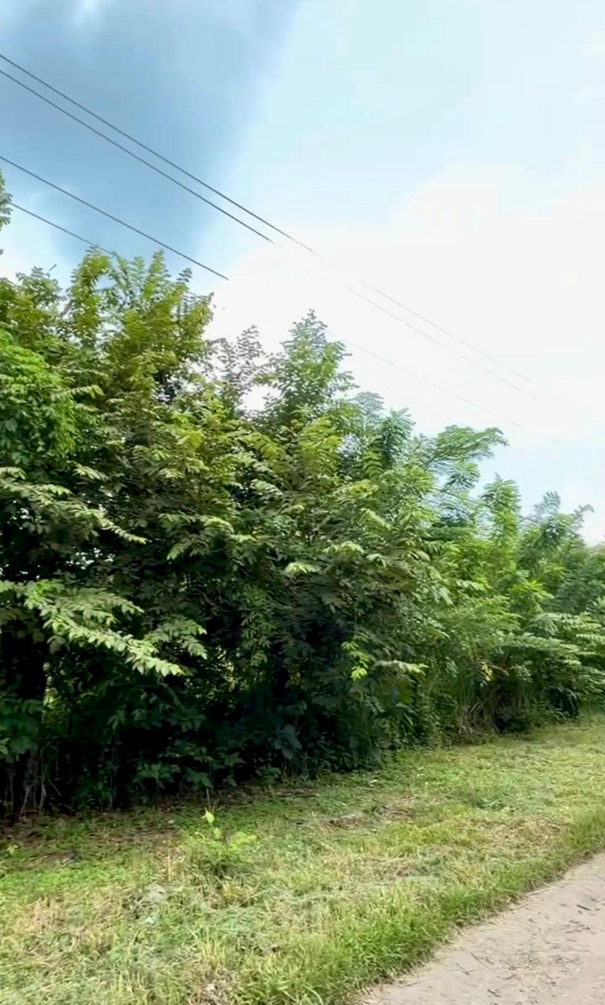 Terreno en venta en Gorgona