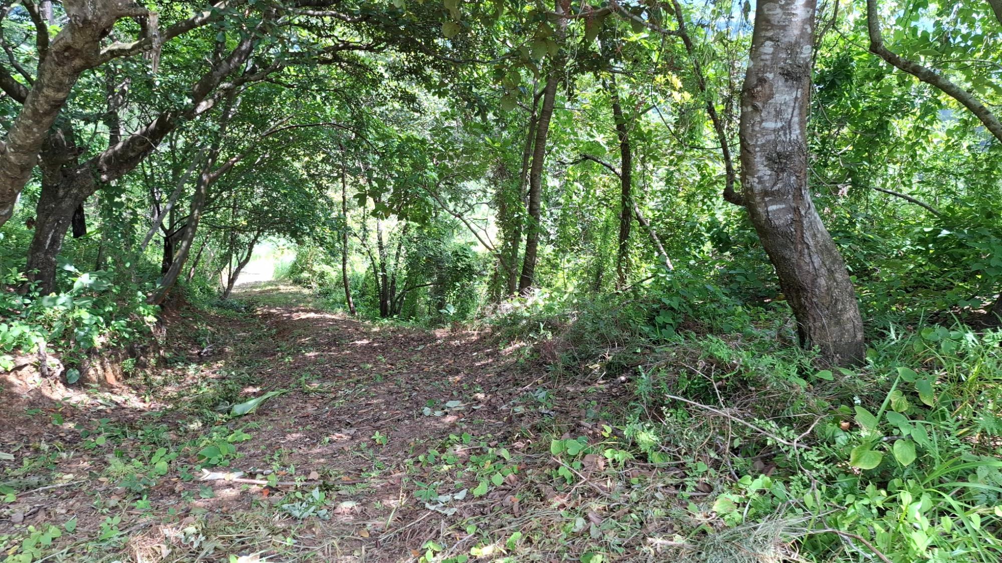 Terreno en venta en Bejuco