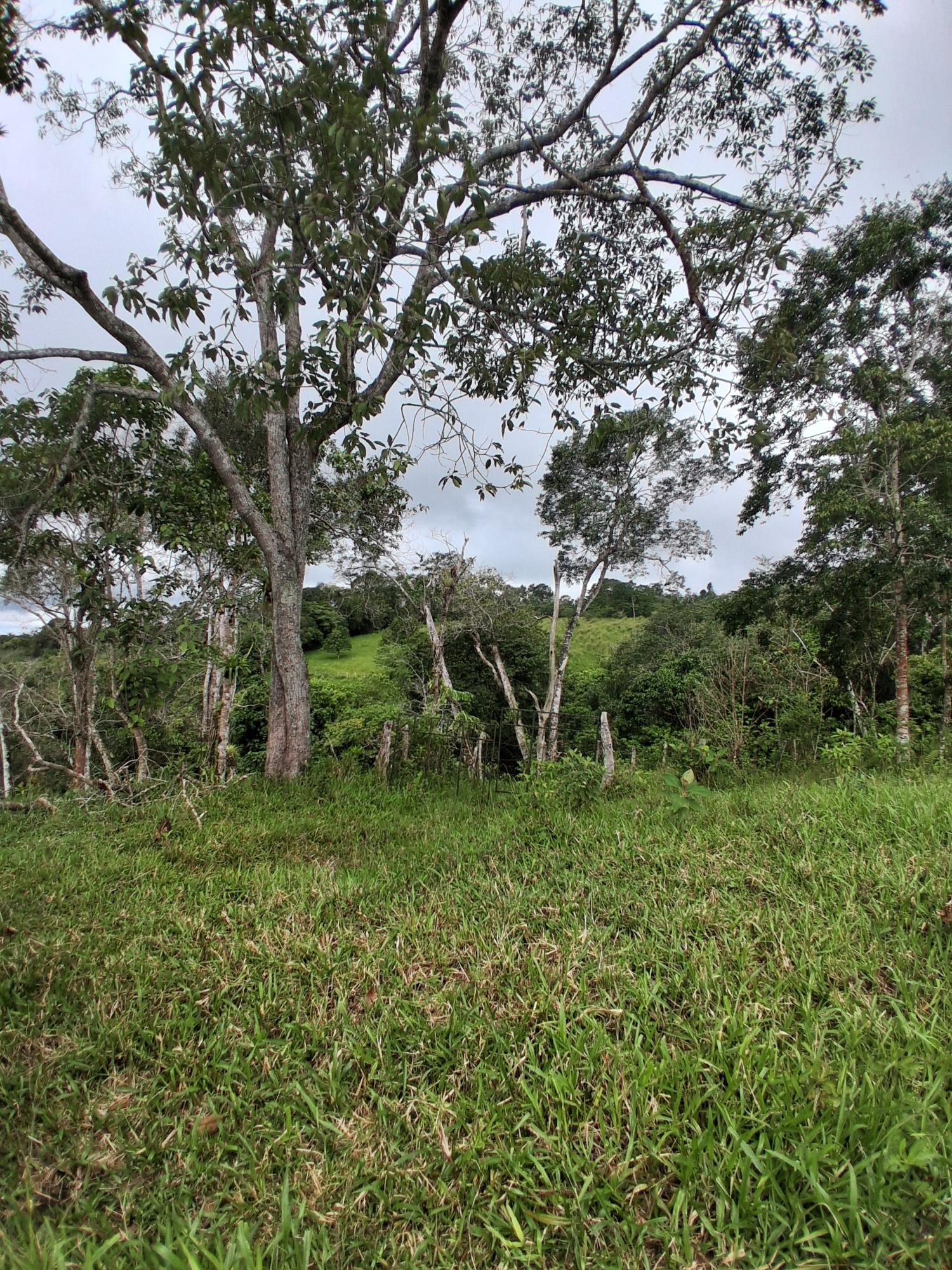 Finca en venta en Potrerillos Arriba