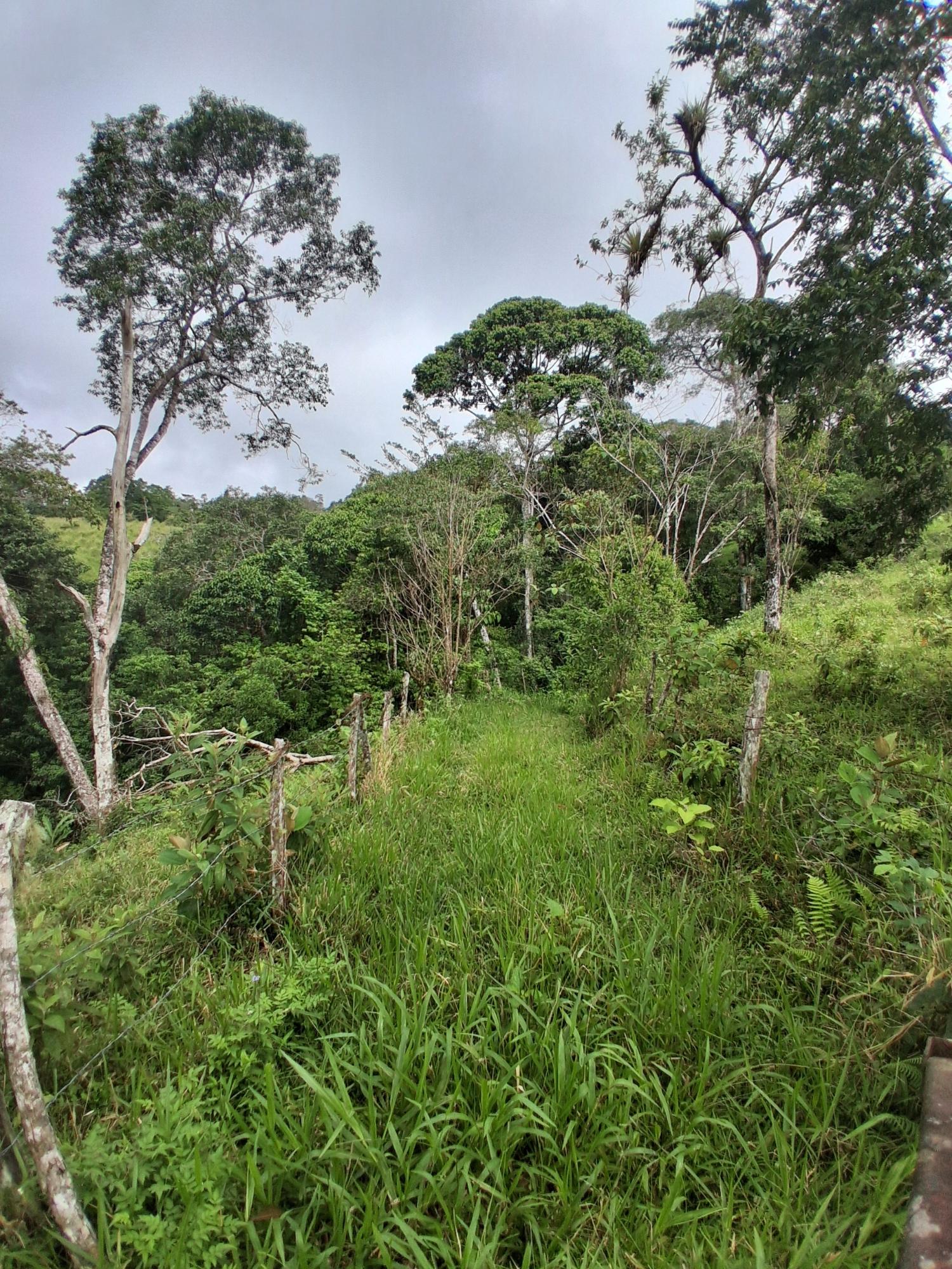 Finca en venta en Potrerillos Arriba