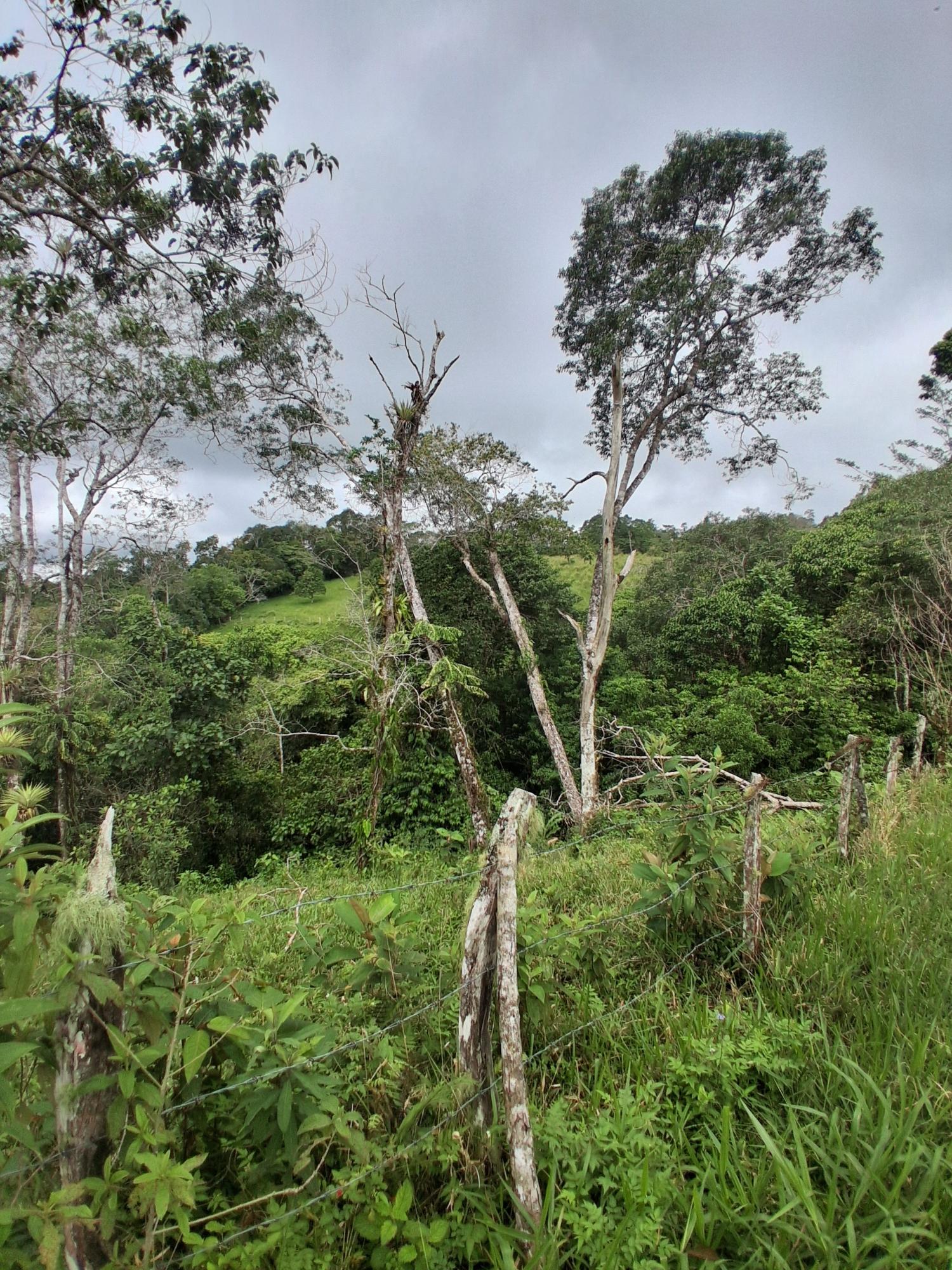 Finca en venta en Potrerillos Arriba