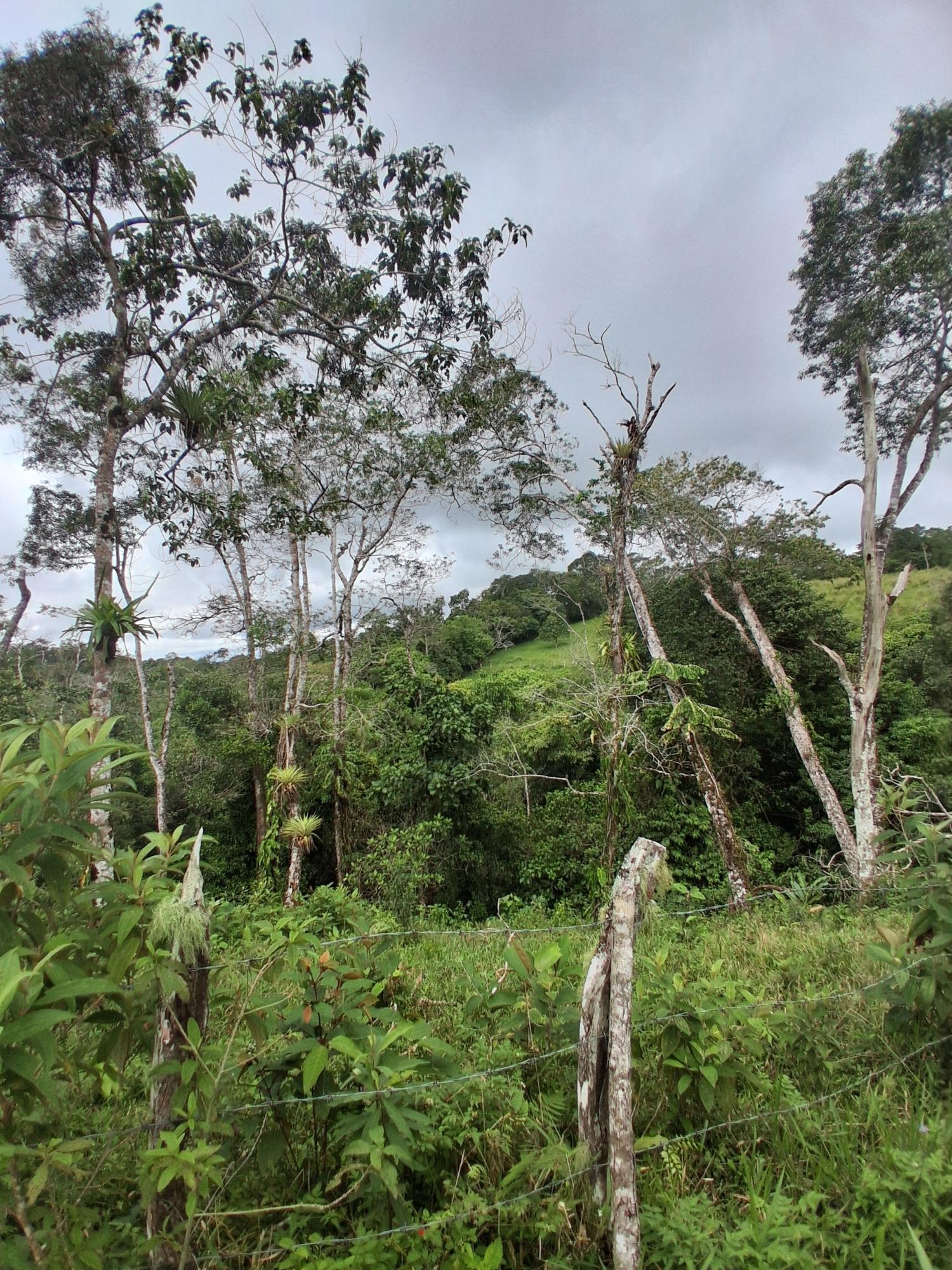 Finca en venta en Potrerillos Arriba