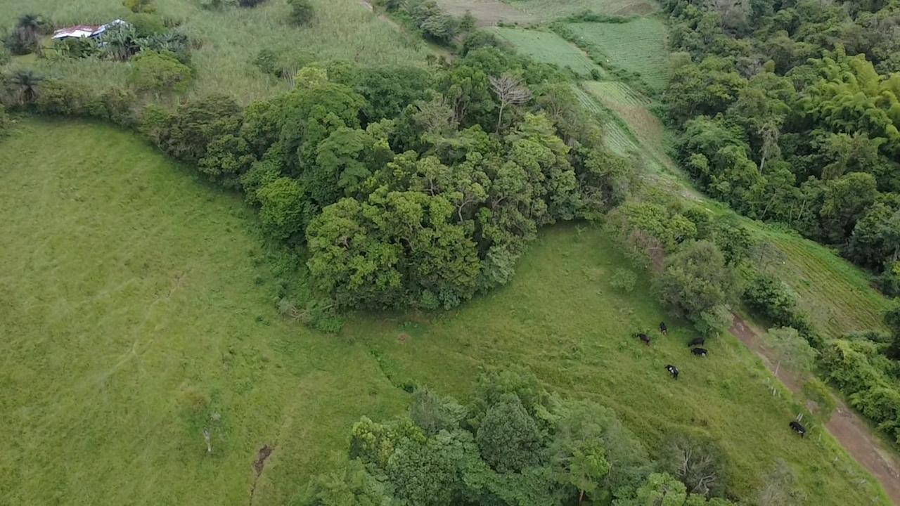 Finca en venta en Potrerillos Arriba