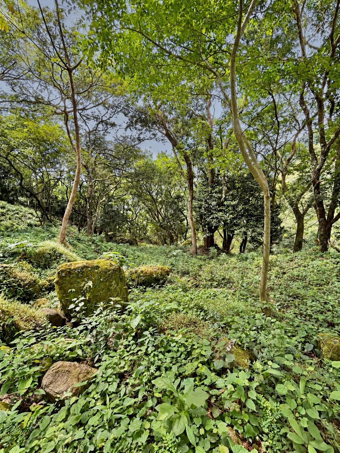 Terreno en venta en Altos del María