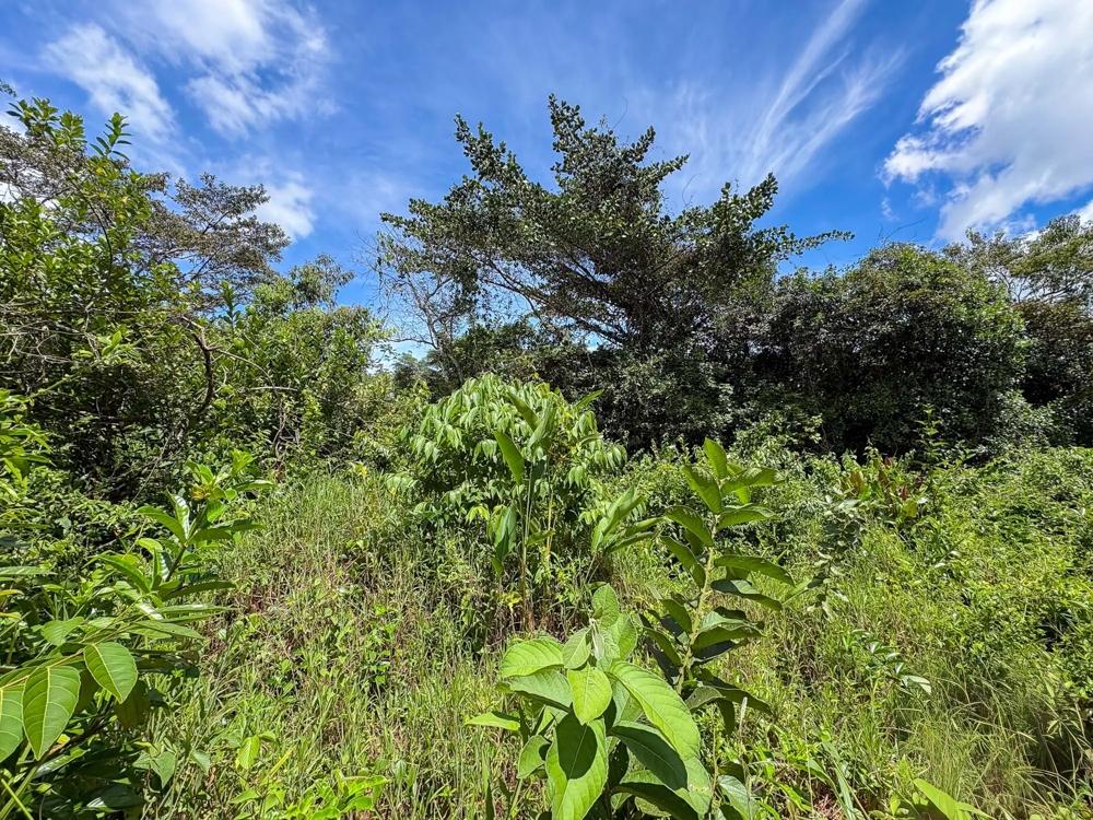 Terreno en venta en Potrerillos Arriba